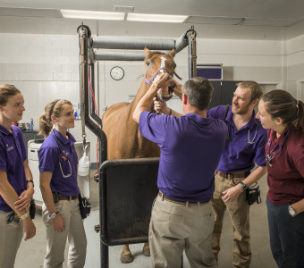 Veterinary medicine at Kansas State University