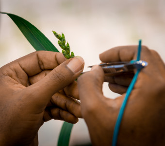 Kansas Wheat Crop Science and Grain Science