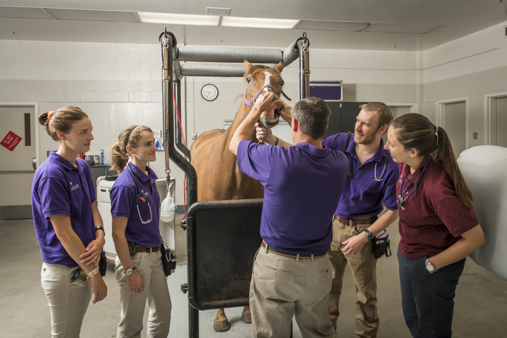 Veterinary medicine at Kansas State University