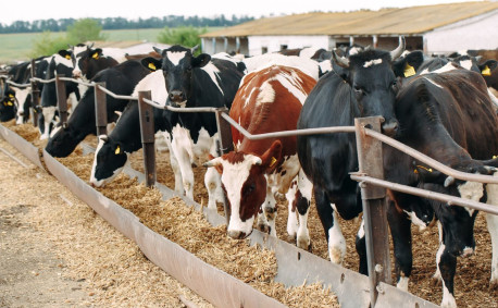 Cows